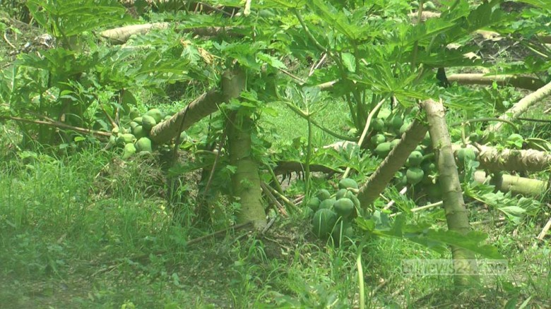 চুয়াডাঙ্গার কৃষকরা অতিবৃষ্টিতে ক্ষতির মুখে...